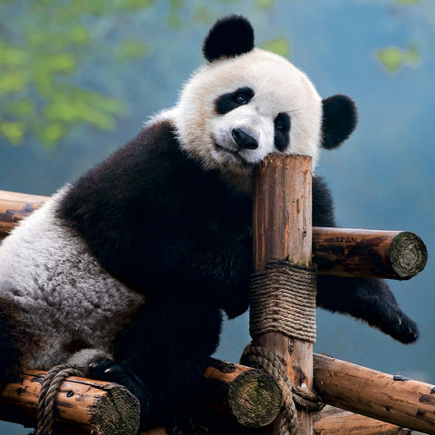 Grid calendar Pandas 2027, 30 x 30 cm