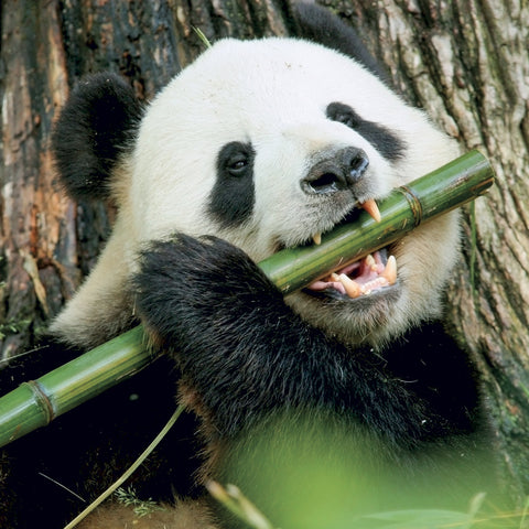 Grid calendar Pandas 2027, 30 x 30 cm
