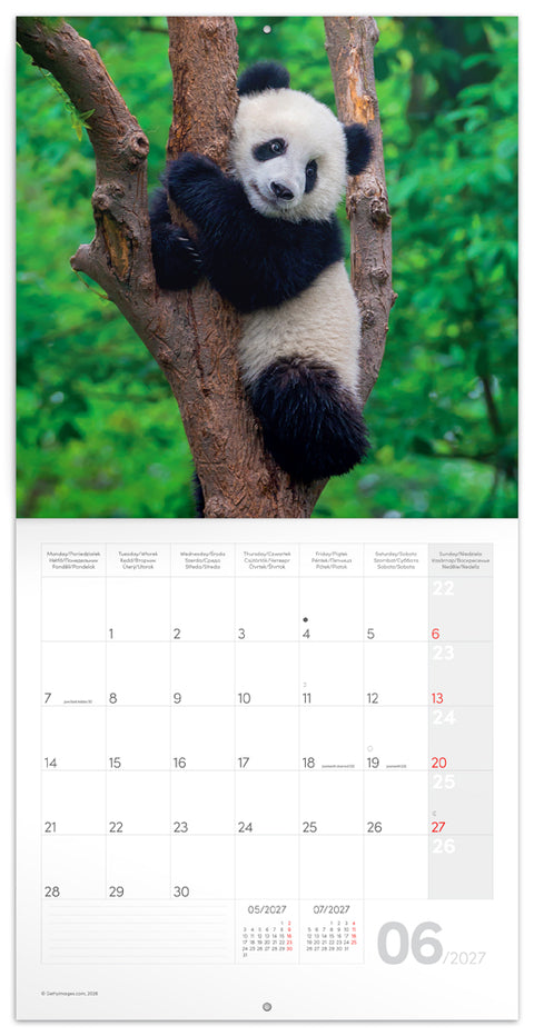 Grid calendar Pandas 2027, 30 x 30 cm