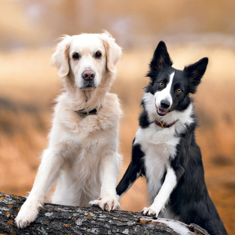 Grid calendar Dogs 2027, 30 x 30 cm