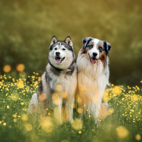 Grid calendar Dogs 2027, 30 x 30 cm