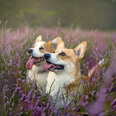 Grid calendar Dogs 2027, 30 x 30 cm