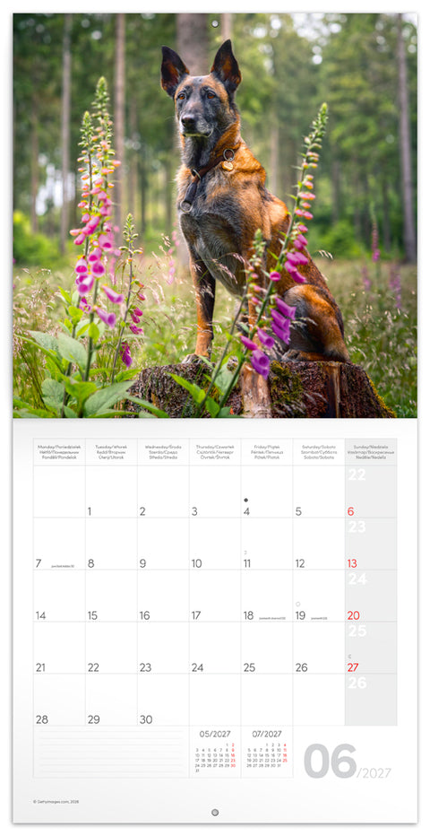Grid calendar Dogs 2027, 30 x 30 cm