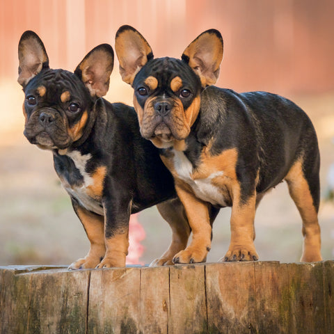 Grid calendar Puppies 2027, 30 x 30 cm