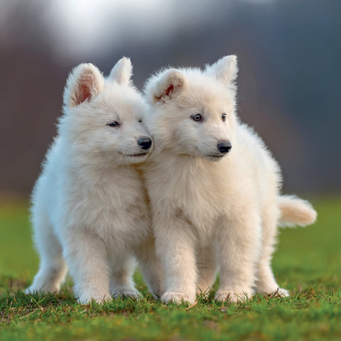 Grid calendar Puppies 2027, 30 x 30 cm