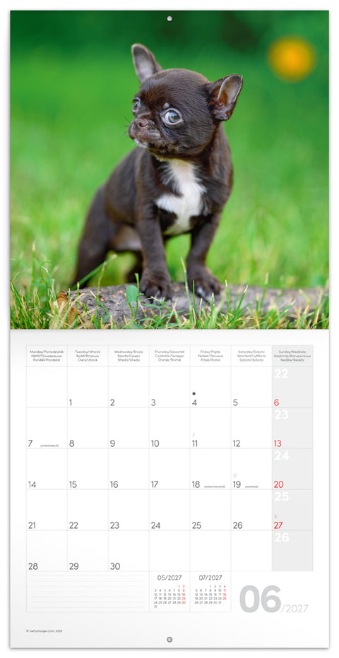 Grid calendar Puppies 2027, 30 x 30 cm