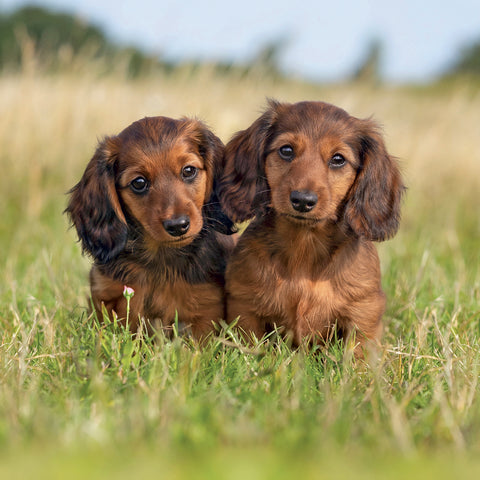 Grid calendar Puppies 2027, 30 x 30 cm