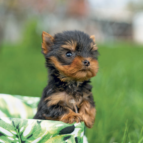 Grid calendar Puppies 2027, 30 x 30 cm