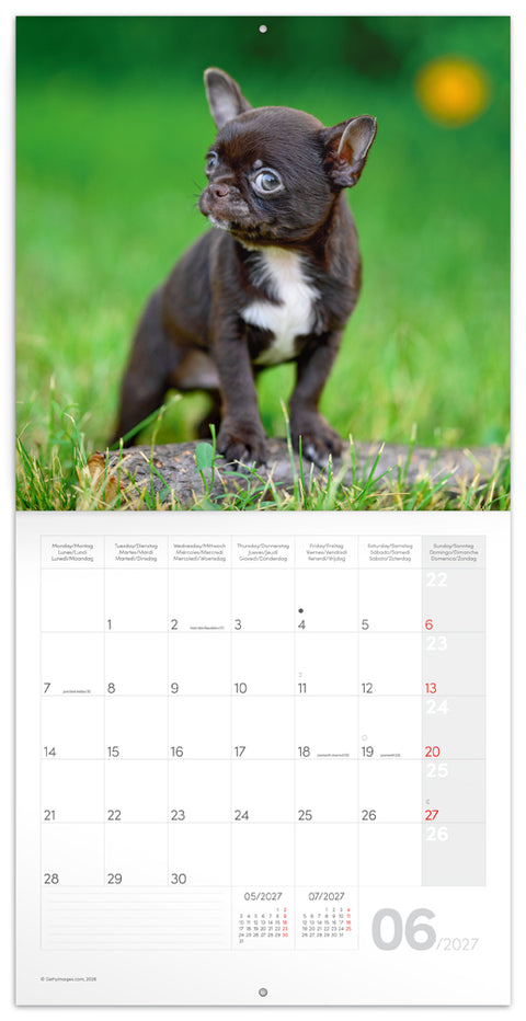 Grid calendar Puppies 2027, 30 x 30 cm