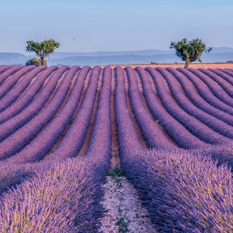 Grid calendar Provence 2027, 30 x 30 cm