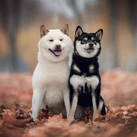 Grid calendar Happy Doge 2027, 30 x 30 cm