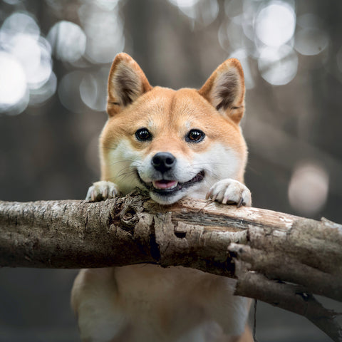 Grid calendar Happy Doge 2027, 30 x 30 cm