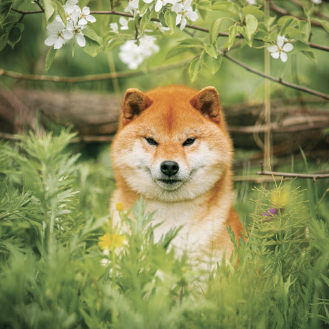 Grid calendar Happy Doge 2027, 30 x 30 cm