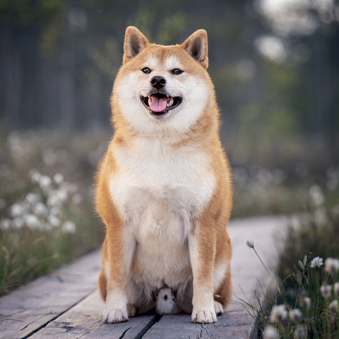 Grid calendar Happy Doge 2027, 30 x 30 cm
