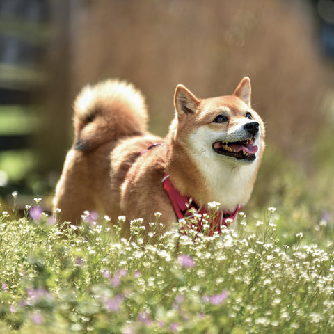 Grid calendar Happy Doge 2027, 30 x 30 cm