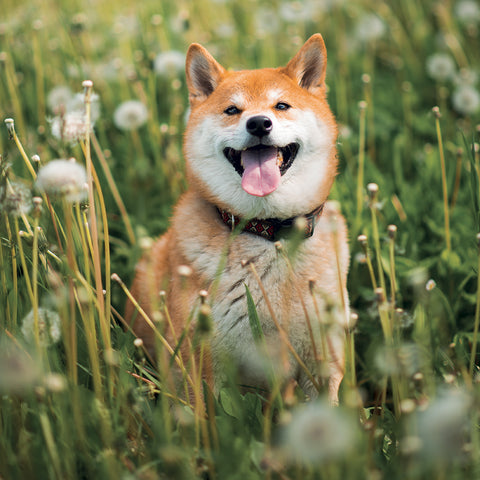 Grid calendar Happy Doge 2027, 30 x 30 cm