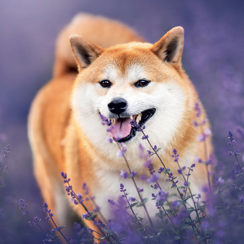 Grid calendar Happy Doge 2027, 30 x 30 cm