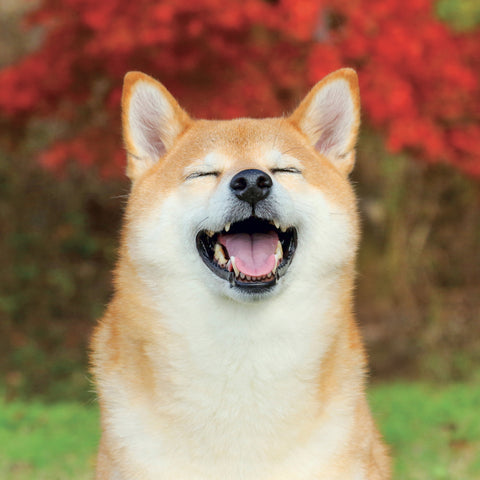 Grid calendar Happy Doge 2027, 30 x 30 cm