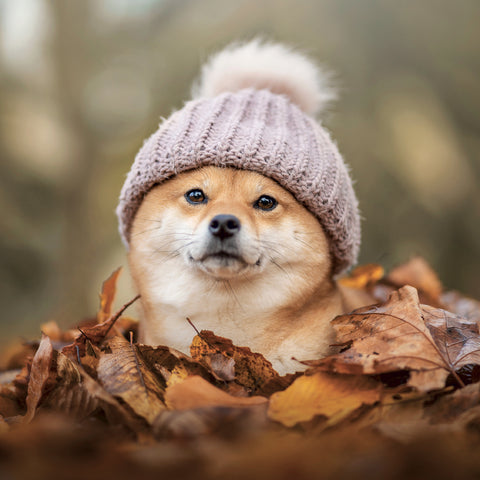 Grid calendar Happy Doge 2027, 30 x 30 cm