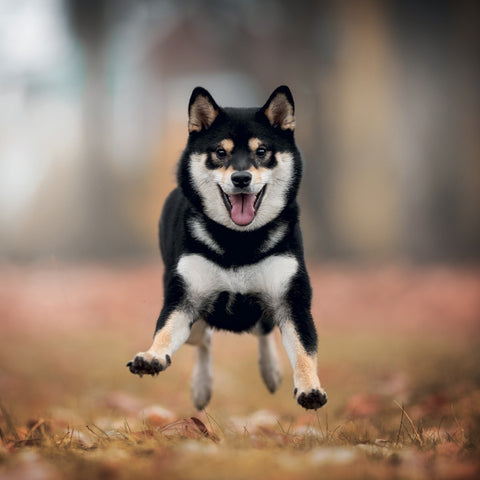 Grid calendar Happy Doge 2027, 30 x 30 cm