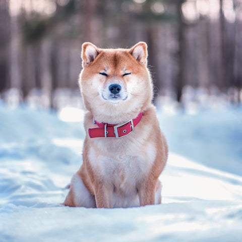 Grid calendar Happy Doge 2027, 30 x 30 cm