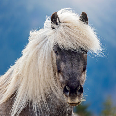 Grid calendar Horses – Christiane Slawik 2027, 30 x 30 cm