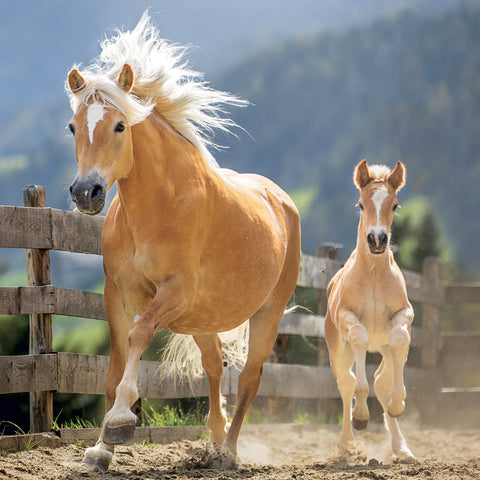Grid calendar Horses – Christiane Slawik 2027, 30 x 30 cm