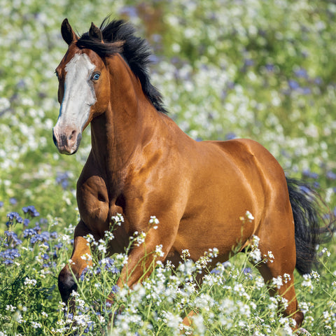 Grid calendar Horses – Christiane Slawik 2027, 30 x 30 cm