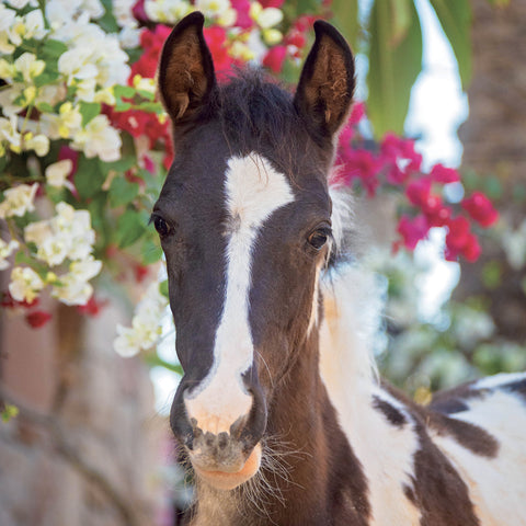 Grid calendar Horses – Christiane Slawik 2027, 30 x 30 cm