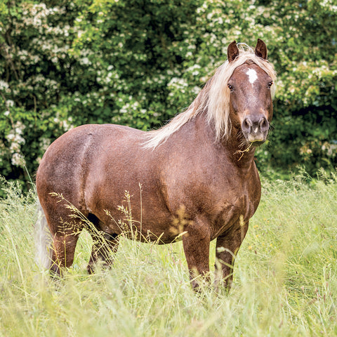 Grid calendar Horses – Christiane Slawik 2027, 30 x 30 cm