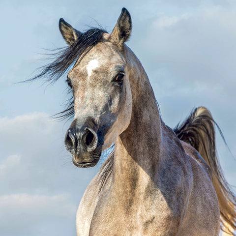 Grid calendar Horses – Christiane Slawik 2027, 30 x 30 cm