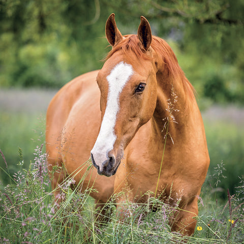 Grid calendar Horses – Christiane Slawik 2027, 30 x 30 cm