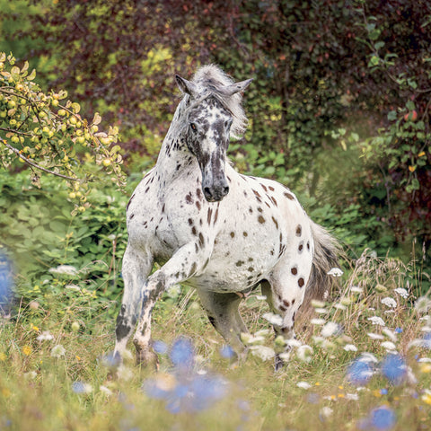 Grid calendar Horses – Christiane Slawik 2027, 30 x 30 cm