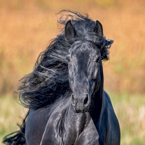 Grid calendar Horses – Christiane Slawik 2027, 30 x 30 cm