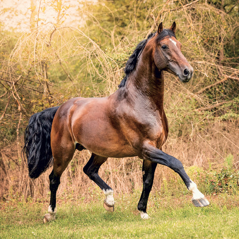 Grid calendar Horses – Christiane Slawik 2027, 30 x 30 cm