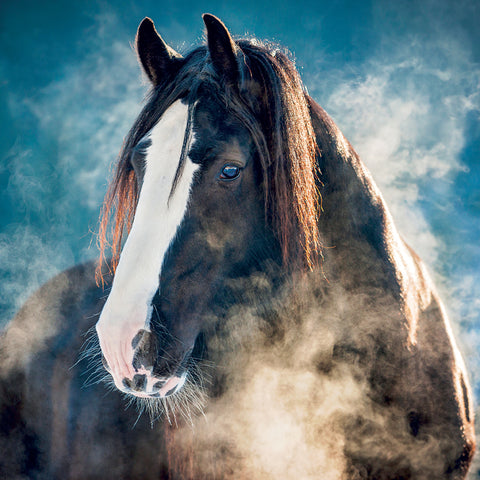 Grid calendar Horses – Christiane Slawik 2027, 30 x 30 cm