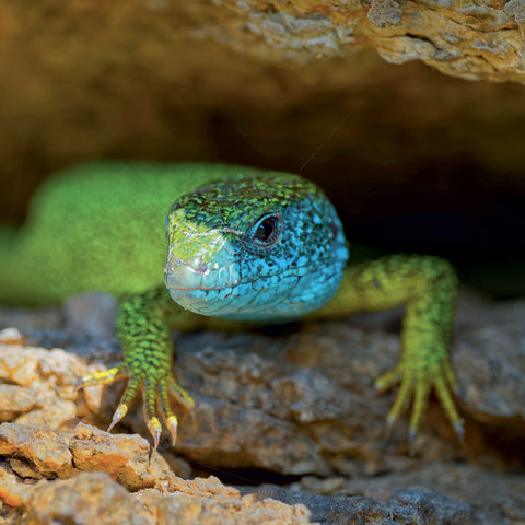 Grid calendar Lizards 2027, 30 x 30 cm