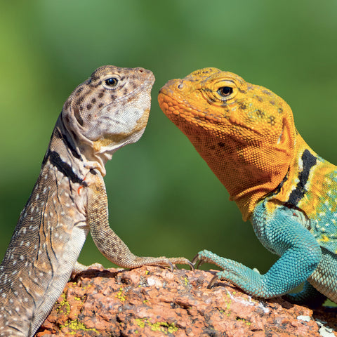 Grid calendar Lizards 2027, 30 x 30 cm