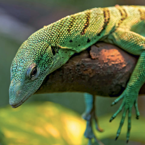 Grid calendar Lizards 2027, 30 x 30 cm