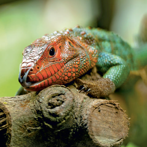 Grid calendar Lizards 2027, 30 x 30 cm