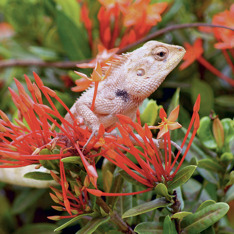 Grid calendar Lizards 2027, 30 x 30 cm