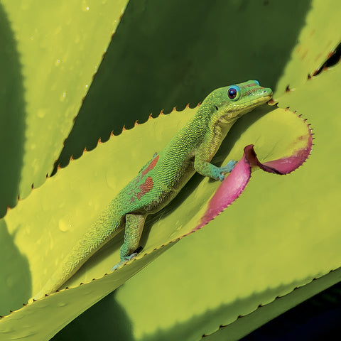 Grid calendar Lizards 2027, 30 x 30 cm