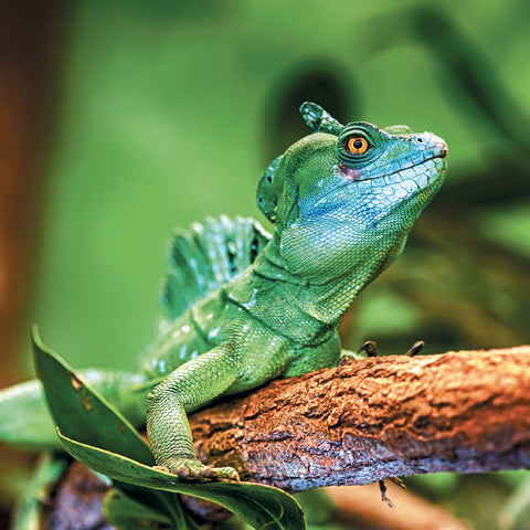 Grid calendar Lizards 2027, 30 x 30 cm