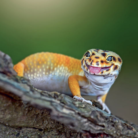 Grid calendar Lizards 2027, 30 x 30 cm