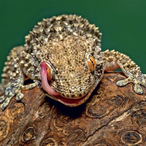 Grid calendar Lizards 2027, 30 x 30 cm