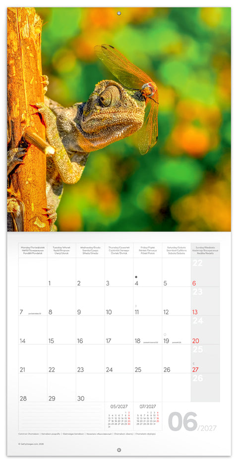 Grid calendar Lizards 2027, 30 x 30 cm