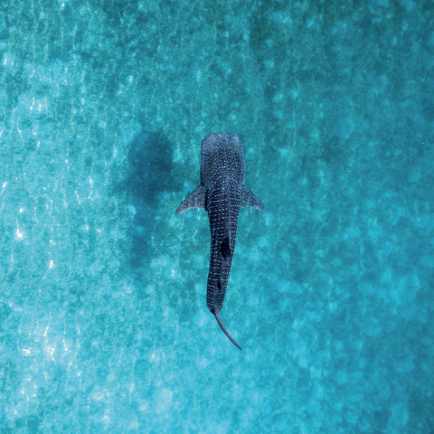 Grid calendar Endangered Animals 2027, PLASTIC FREE, 30 x 30 cm