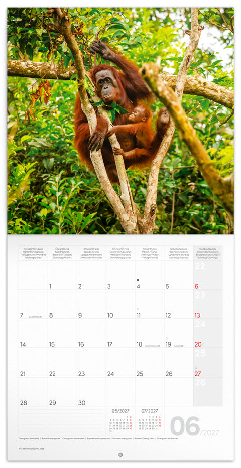 Grid calendar Endangered Animals 2027, PLASTIC FREE, 30 x 30 cm
