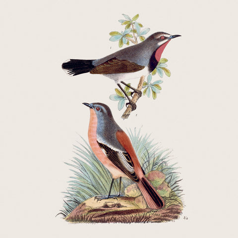 Grid calendar Birds in Art 2027, PLASTIC FREE, 30 x 30 cm
