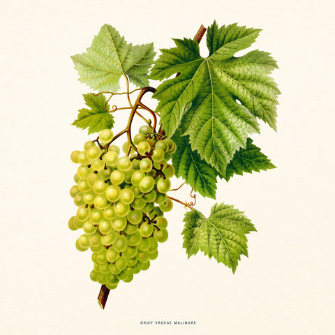 Grid calendar Herbarium 2027, PLASTIC FREE, 30 x 30 cm